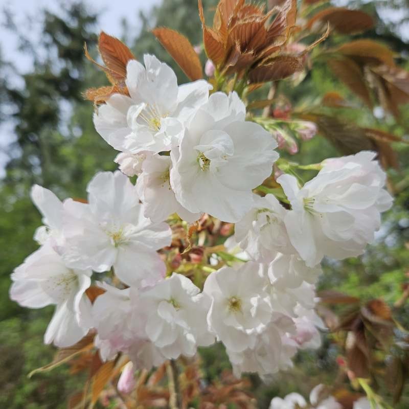 Prunus 'Matsumae-fuki' - Spring flowers