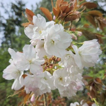 Prunus 'Matsumae-fuki' - Spring flowers Prunus 'Matsumae-fuki' - Spring flowers
