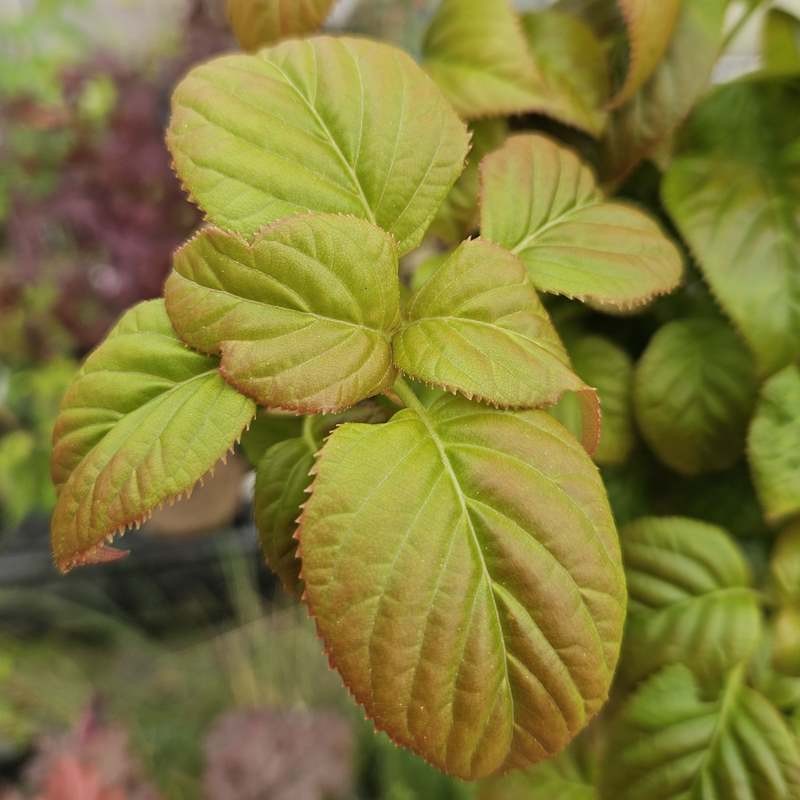 Hydrangea anomala 'Crûg Coral' - young leaves in Spring