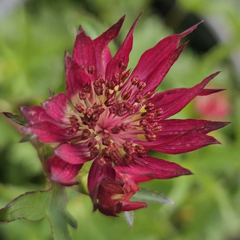 Astrantia major 'Claret' - vibrant flowers