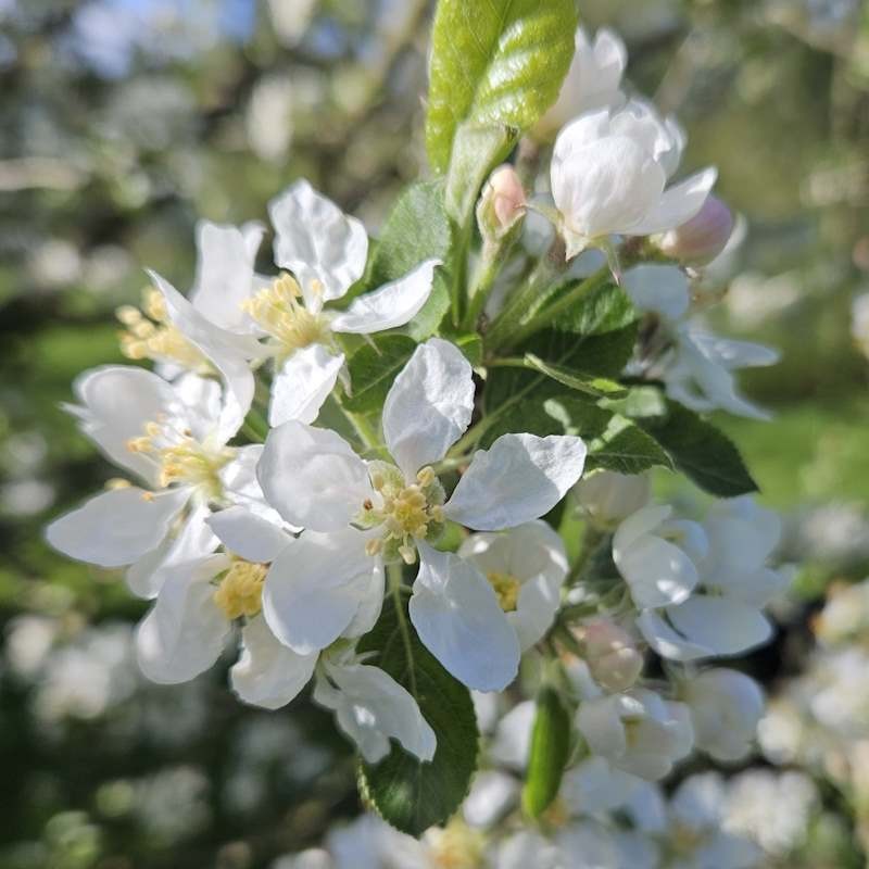 Malus 'Rosehip' - spring flowers