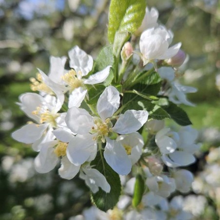 Malus 'Rosehip' - spring flowers Malus 'Rosehip' - spring flowers