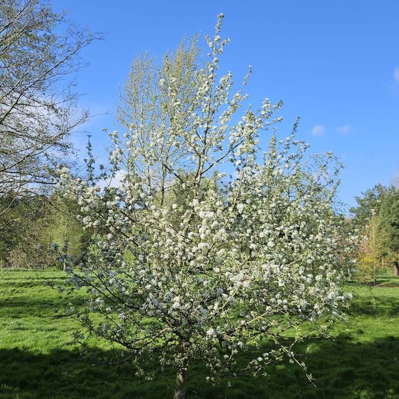 Malus 'Rosehip' - established tree