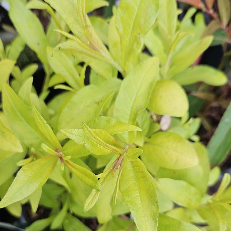 Salix udensis 'Golden Sunshine' - golden leaves and stems in Spring