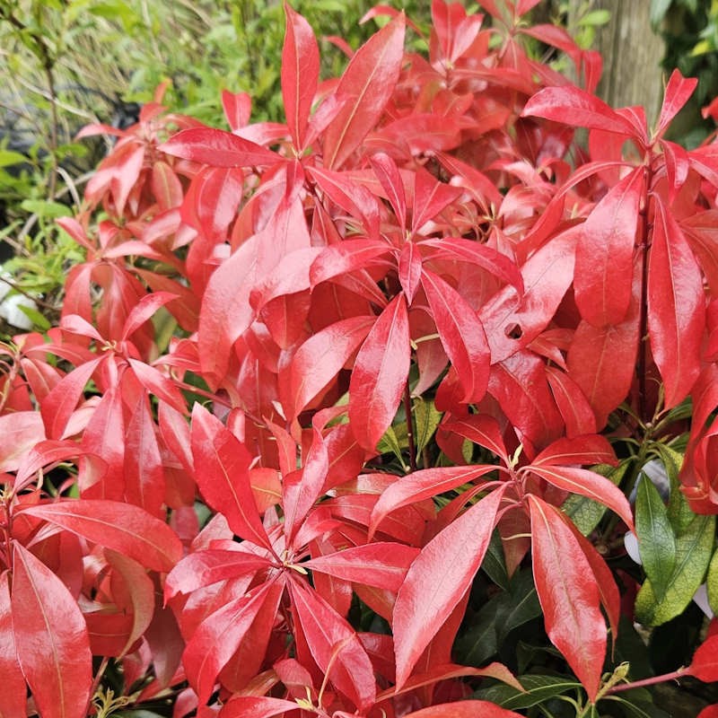 Pieris japonica 'Glowing Hearts'