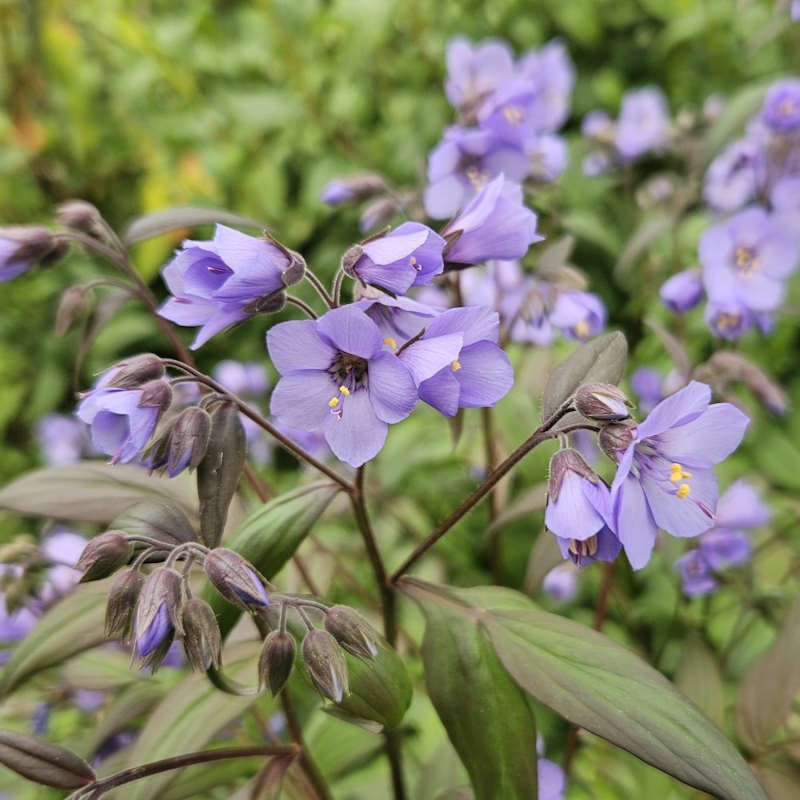 Polemonium 'Heaven Scent' - flowers in Spring