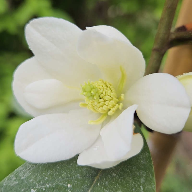 Magnolia laevifolia 'Velvet and Cream'
