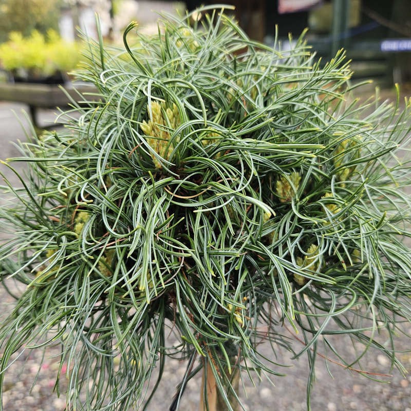 Pinus strobus 'Squiggles' - bluish-green, slightly contorted needles