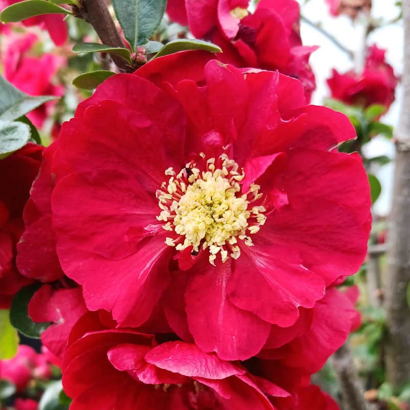 Chaenomeles speciosa 'Scarlet Storm'