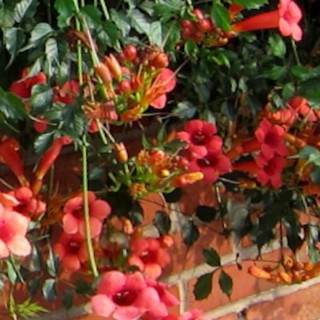 Campsis radicans 'Flamenco'