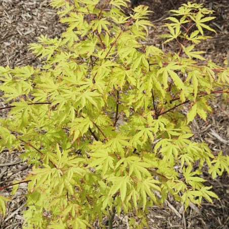Acer palmatum 'Anne Irene' - young leaves in Spring Acer palmatum 'Anne Irene' - young leaves in Spring