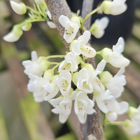 Cercis canadensis 'Texas White' - Spring flowers Cercis canadensis 'Texas White' - Spring flowers