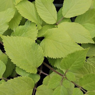 Aralia cordata 'Sun King' - golden-green leaves in Spring
