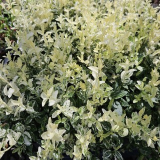 Euonymus fortunei 'Harlequin' - young leaves