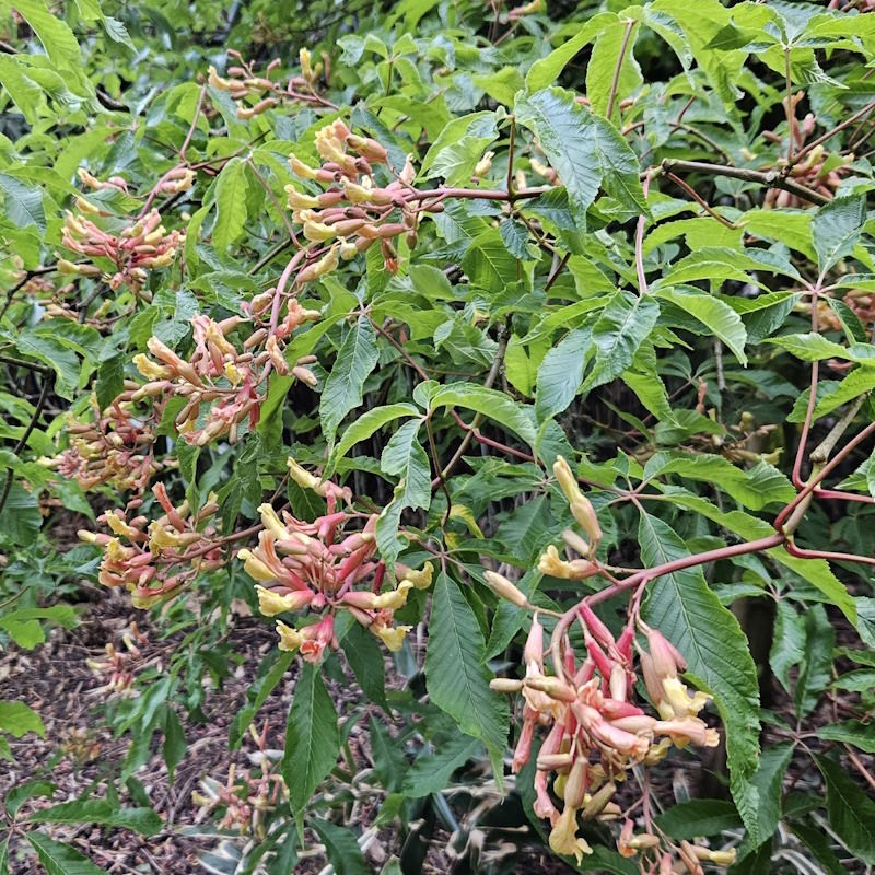 Aesculus x mutabilis 'Penduliflora' - flowers in May