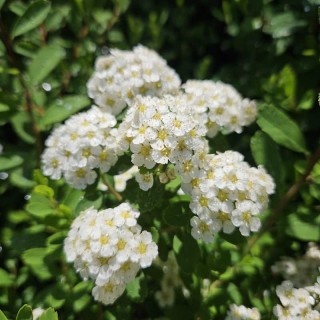Spiraea nipponica 'Snowmound' - flowers in May