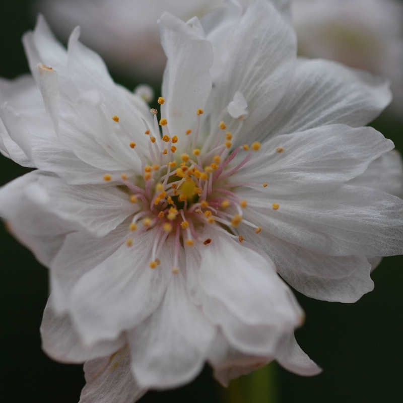 Prunus incisa 'Mikinori' - flowers in Spring