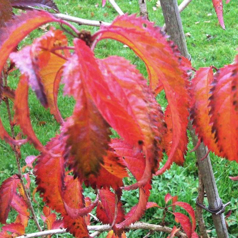 Prunus incisa 'Mikinori' - autumn colour