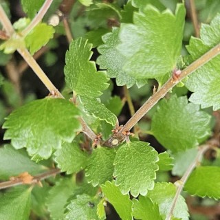 Betula nana - Young leaves in Spring