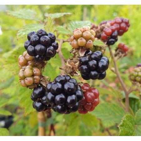 Rubus fruticosus 'Merton Thornless' - autumn fruit