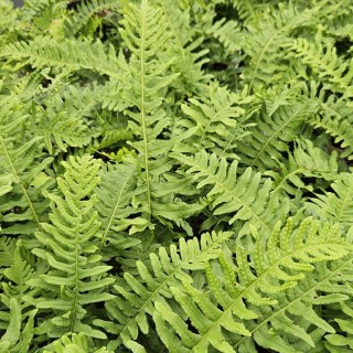 Polypodium vulgare - fronds in late May