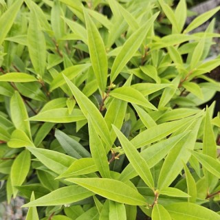Sarcococca hookeriana 'Purple Gem' - young leaves in Spring