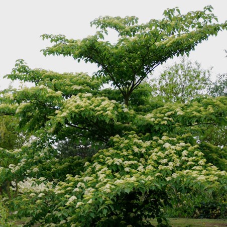 Cornus controversa 'Pagoda' - established plant Cornus controversa 'Pagoda' - established plant