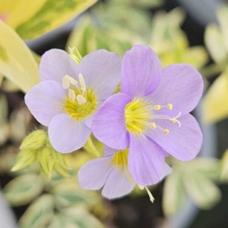 Polemonium 'Golden Feathers'