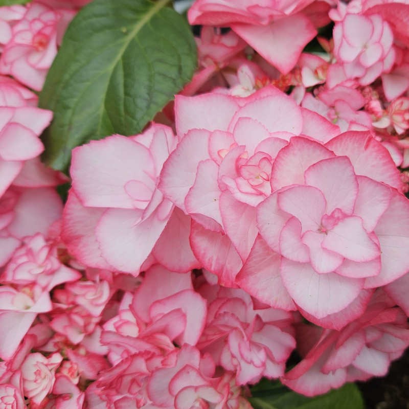 Hydrangea macrophylla 'Miss Yulika'