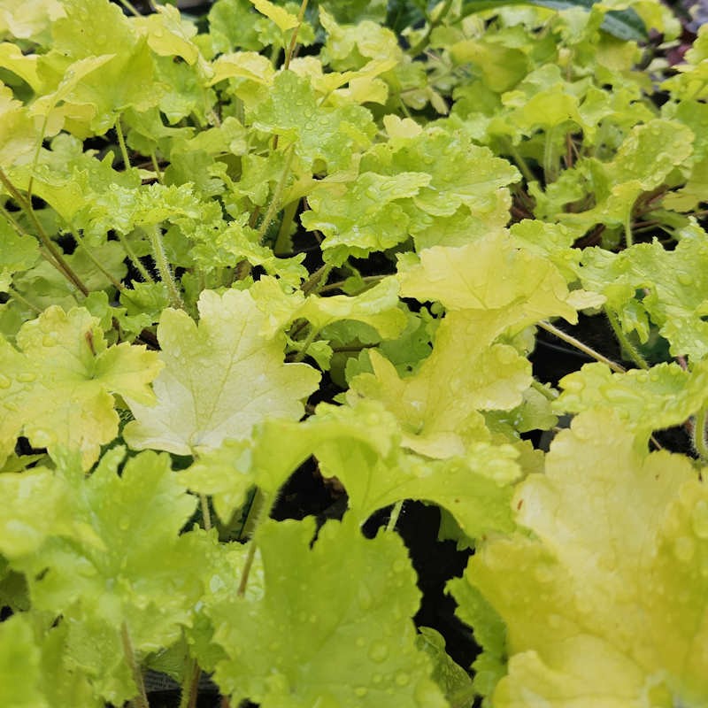 Heuchera 'Lime Marmalade' - young  leaves in Spring