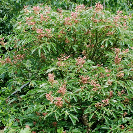 Aesculus pavia 'Koehnei' - established plant flowering in early summer Aesculus pavia 'Koehnei' - established plant flowering in early summer