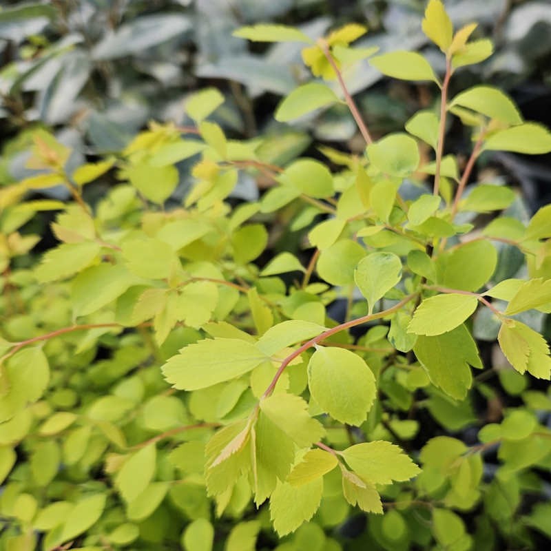 Spiraea × vanhouttei 'Gold Fountain' - young leaves in Spring