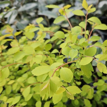 Spiraea × vanhouttei 'Gold Fountain' - young leaves in Spring Spiraea × vanhouttei 'Gold Fountain' - young leaves in Spring