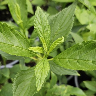 Viburnum farreri 'Candidissimum' - leaves in Spring
