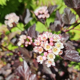 Physocarpus opulifolius 'All Red' - flowers in June