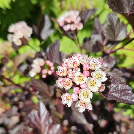 Physocarpus opulifolius 'All Red' - flowers in June Physocarpus opulifolius 'All Red' - flowers in June