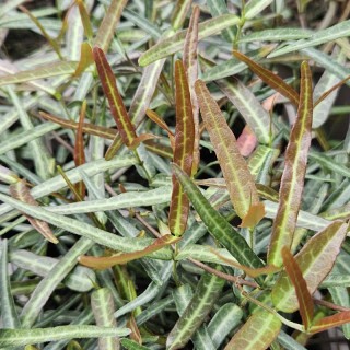 Trachelospermum asiaticum 'Theta' - young leaves in June