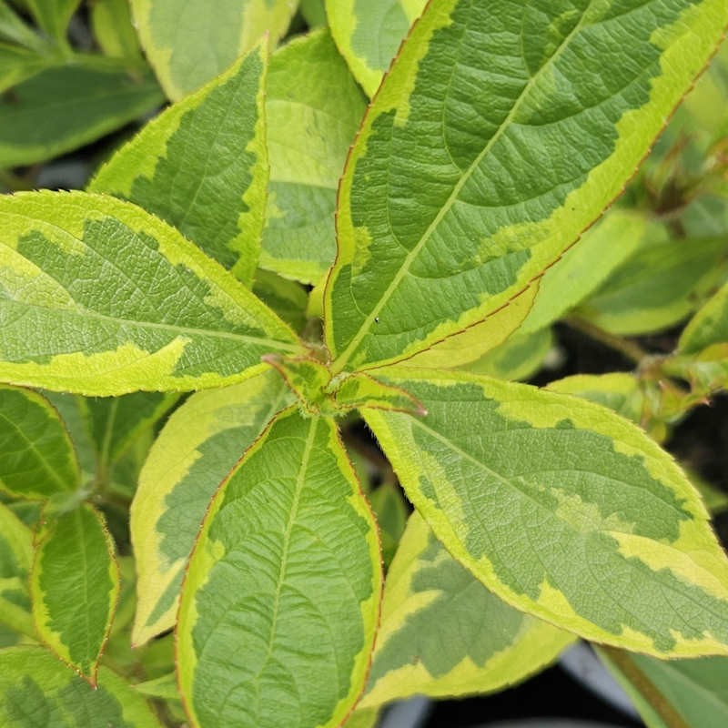 Weigela florida 'Moulin Rouge'