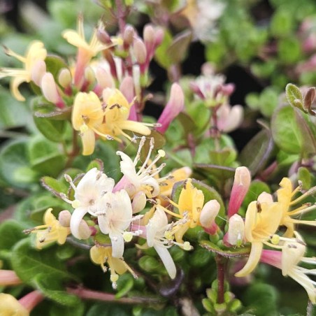 Lonicera crassifolia 'Little Honey' - flowers in June Lonicera crassifolia 'Little Honey' - flowers in June