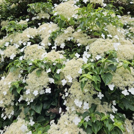 Hydrangea anomala subsp petiolaris - flowers in early summer Hydrangea anomala subsp petiolaris - flowers in early summer