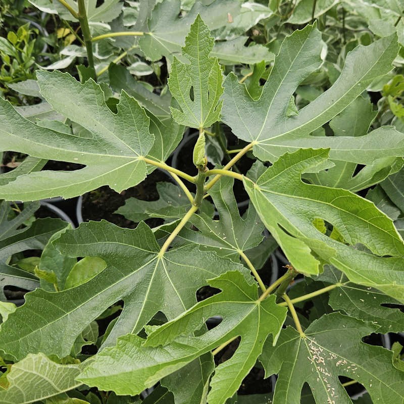 Ficus carica 'Little Miss Figgy'