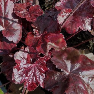 Heuchera 'Obsidian'
