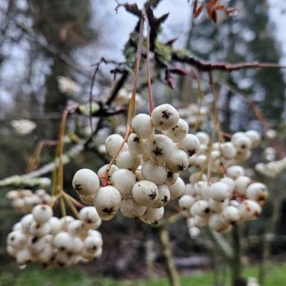 Sorbus eburnea - berries in autumn