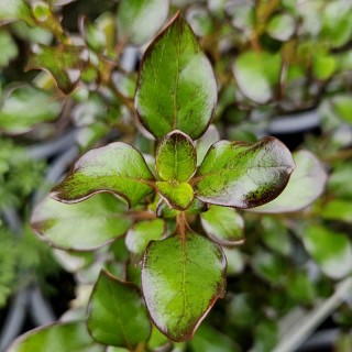 Coprosma 'Purple Haze' - leaves in June