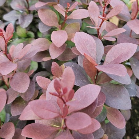 Berberis thunbergii Concorde - young leaves in June Berberis thunbergii Concorde - young leaves in June