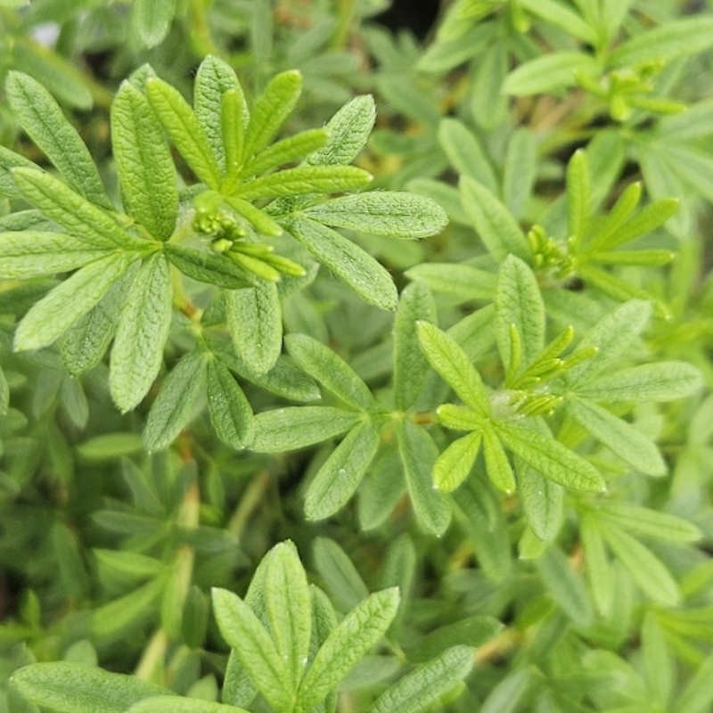 Potentilla fruticosa 'Bella Lindsey' - young leaves in June