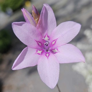 Dierama pulcherrimum