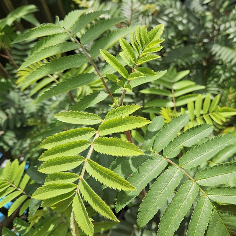 Sorbus aucuparia 'Sheerwater Seedling' - young leaves in June