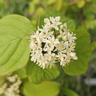 Cornus excelsa - white flowers in summer
