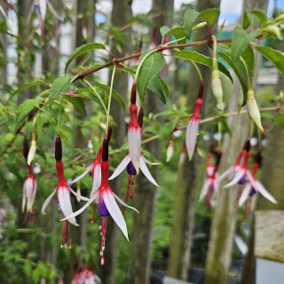 Fuchsia magellanica 'Lady Bacon' - flowers in June